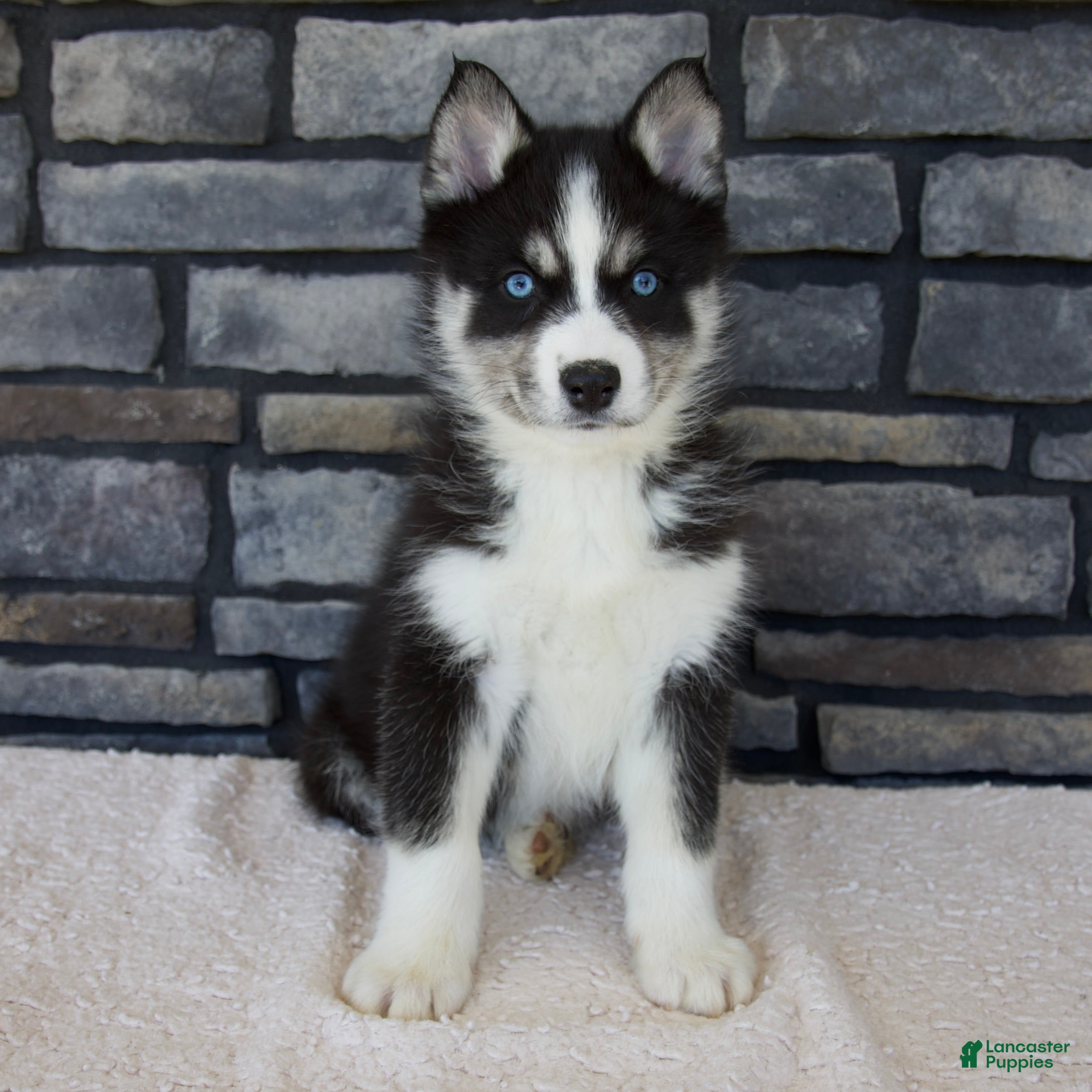 Pomsky dogs Flash - Ad 1