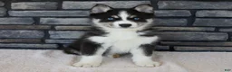Pomsky dogs for sale: Flash - Ad 1