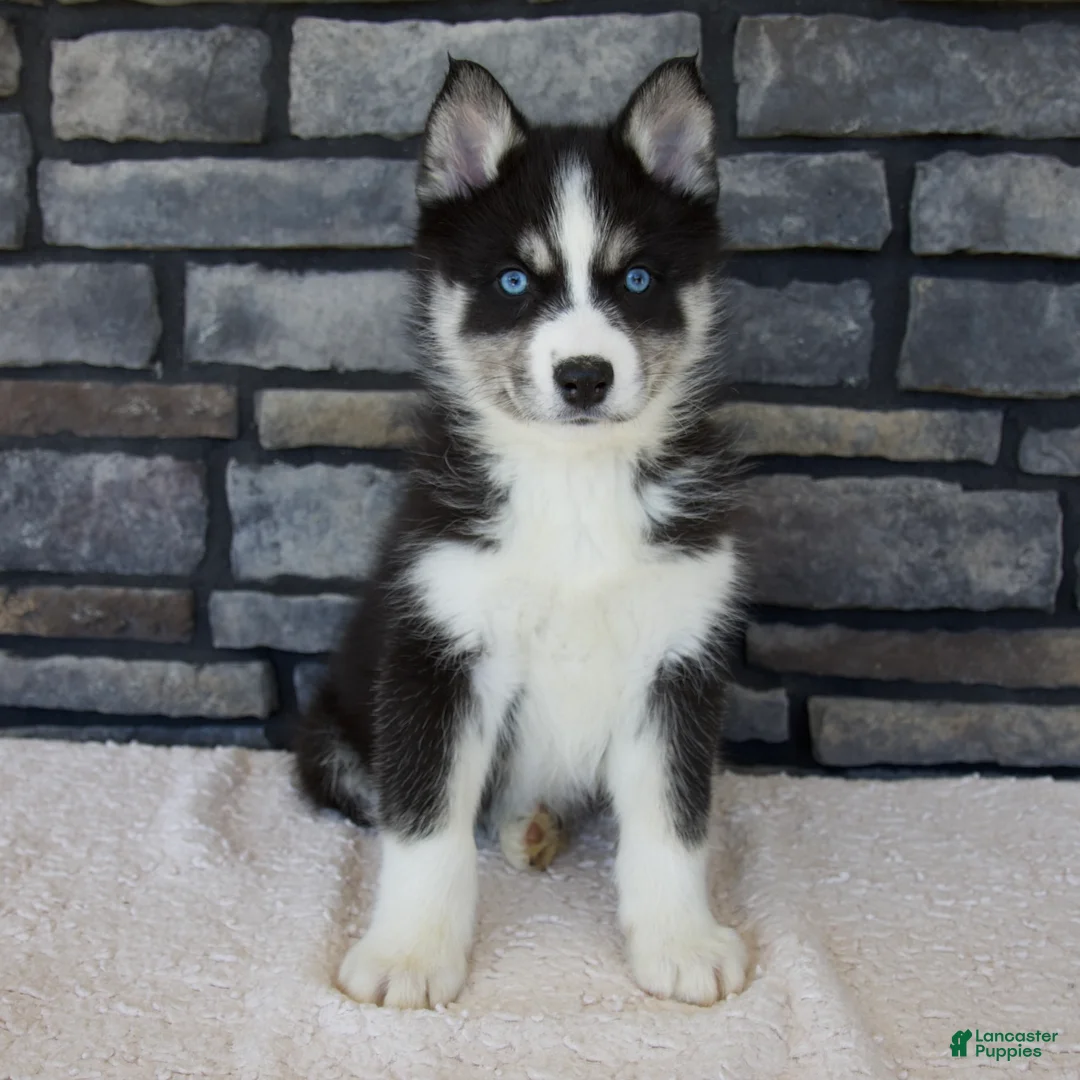 Pomsky dogs for sale: Flash - Ad 1