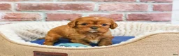 Cavalier King Charles Spaniel dogs for sale: Digger - Ad 3