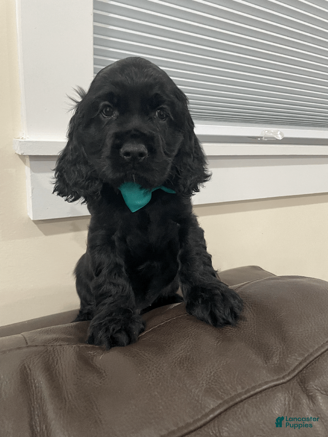 Cocker Spaniel dogs for sale: Cocoa  - Ad 1