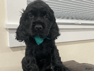 Cocker Spaniel dogs Cocoa - Ad 20