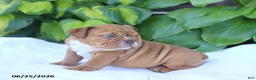English Bulldog dogs for sale: Rufus - Ad 4