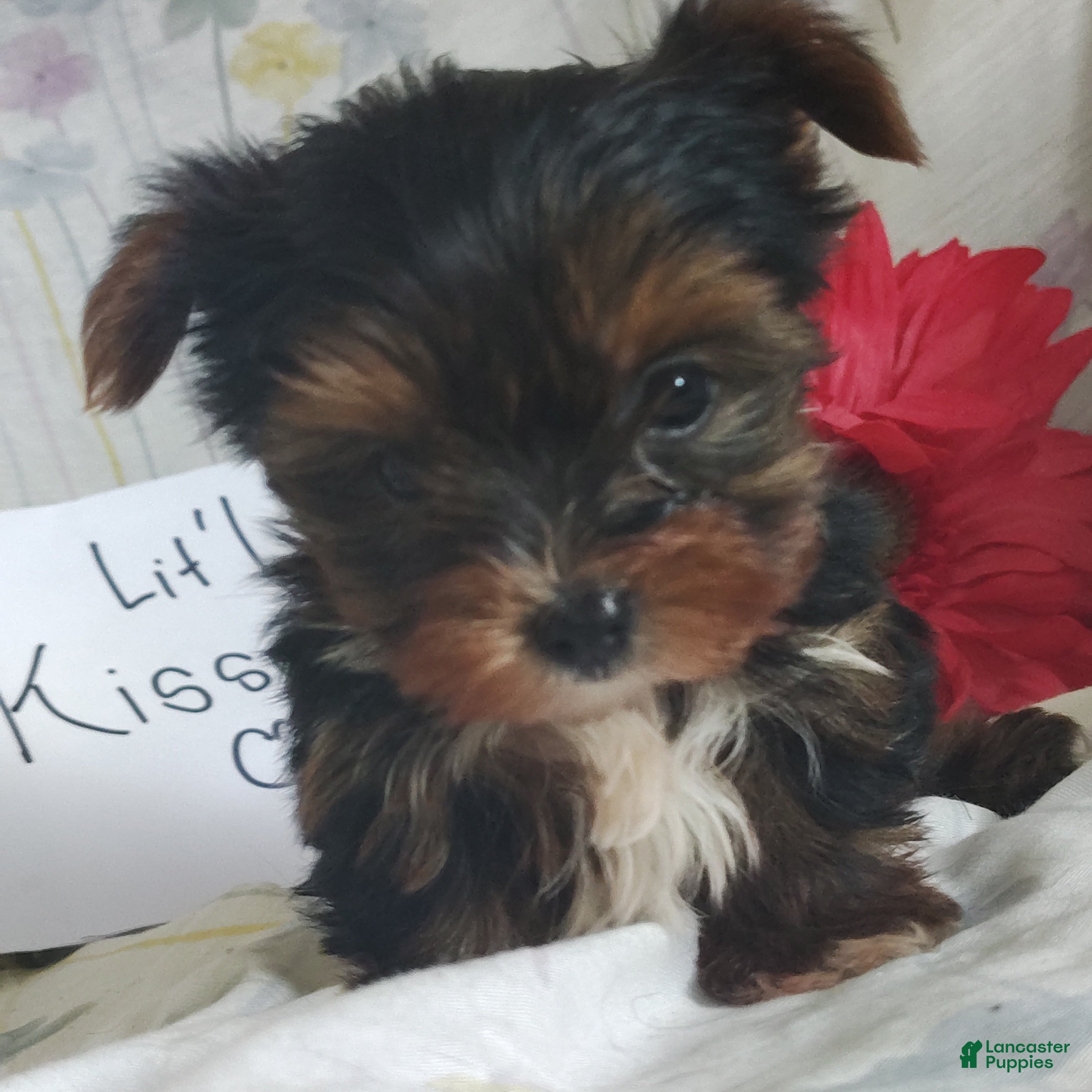 Yorkshire Terrier dogs Kisses - Ad 15