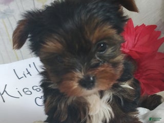 Yorkshire Terrier dogs Kisses - Ad 12