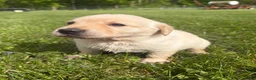 Labrador Retriever dogs for sale: Sammy - Ad 14