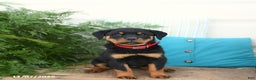 Rottweiler dogs for sale: Aspen - Ad 3