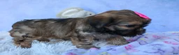 Shorkie dogs for sale: SADIE - Ad 15