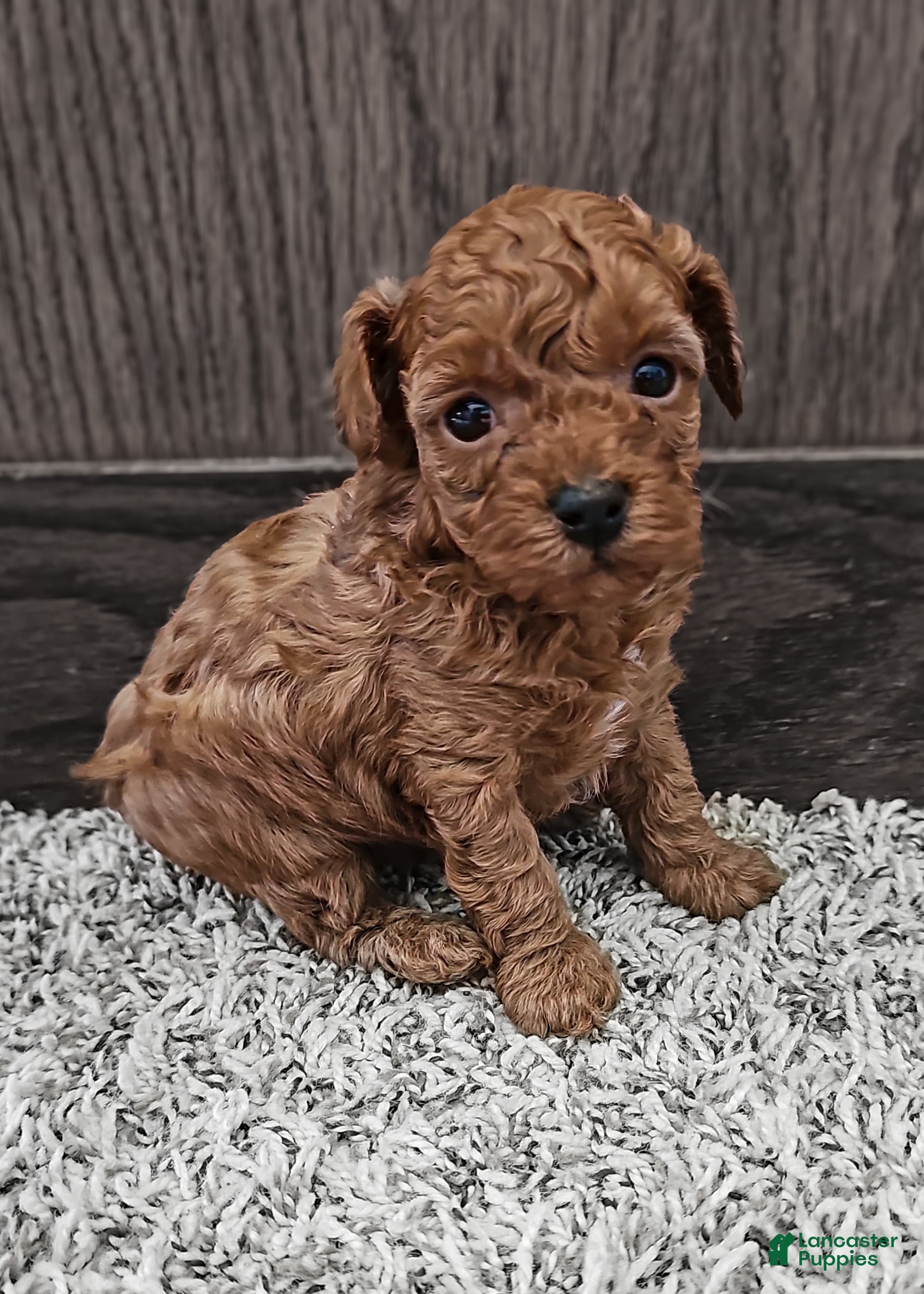 Toy Poodle dogs Charlotte - Ad 23