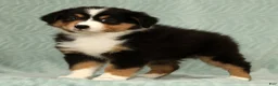 Australian Shepherd dogs for sale: Sophie - Ad 8