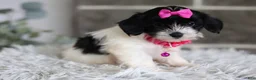 Maltipoo dogs for sale: Penelope - Ad 4