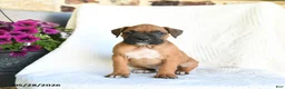 Boxer dogs for sale: Ranger - Ad 4
