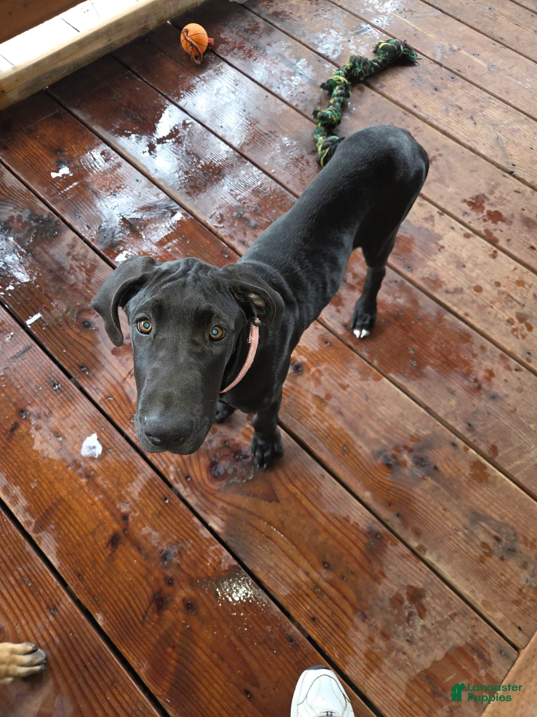 Great Dane dogs for sale: Great Dane 4 Pink collar - Ad 2