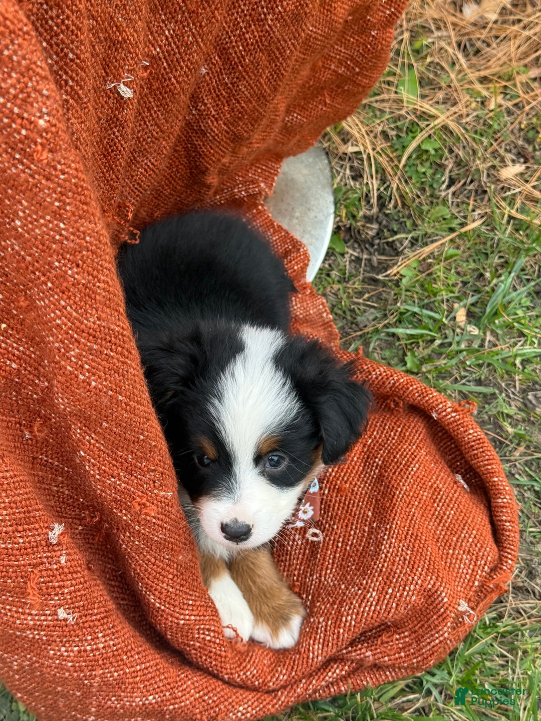 Miniature Australian Shepherd dogs for sale: Taz - Ad 18