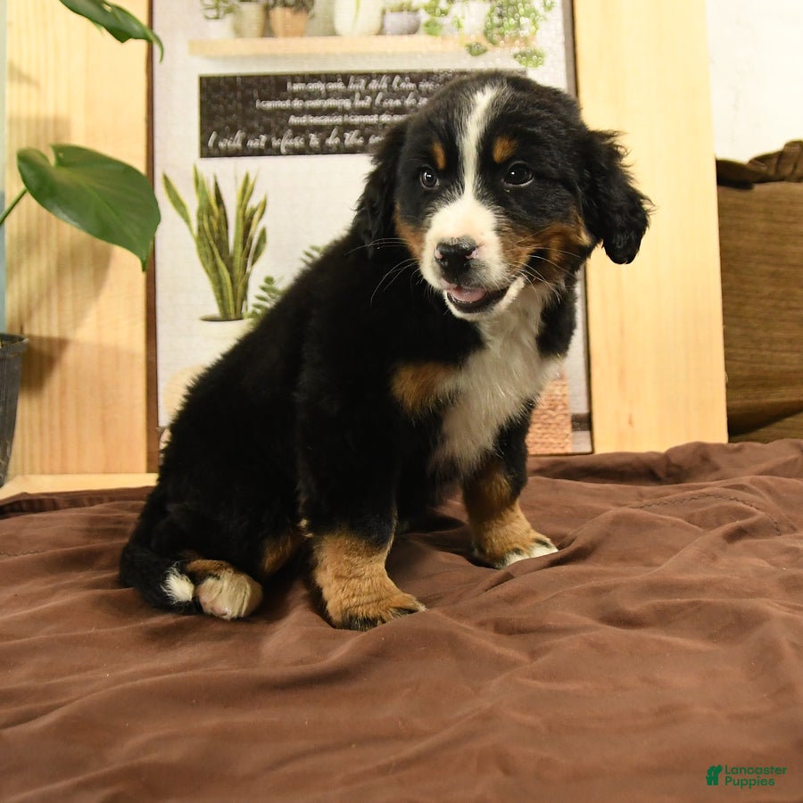 Bernedoodle dogs Rambo - Ad 37