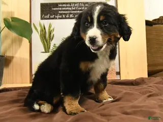 Bernedoodle dogs Rambo - Ad 37