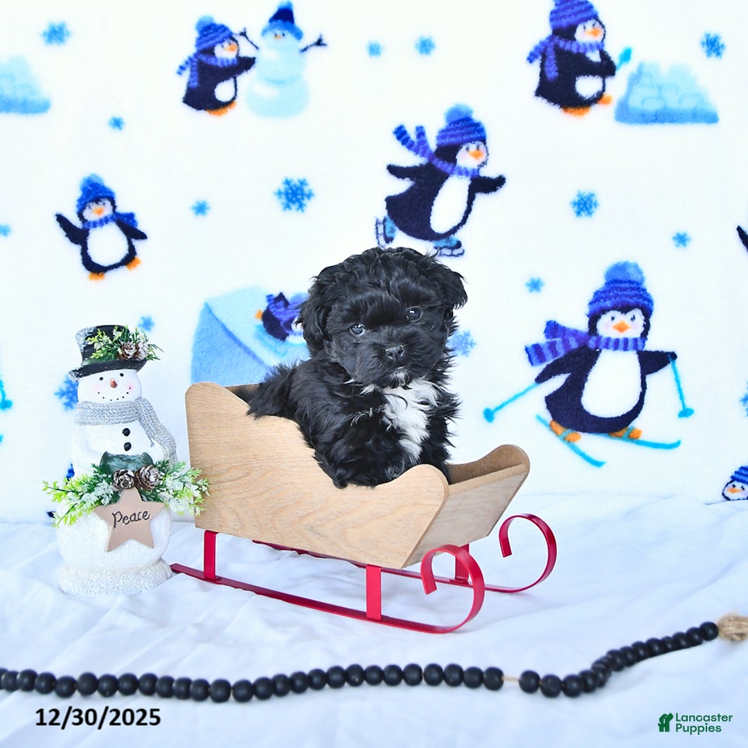 Shihpoo dogs for sale: Jackie - Ad 3