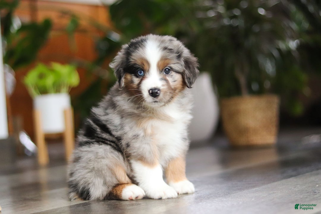 Miniature Australian Shepherd dogs for sale: Truffles - Ad 8
