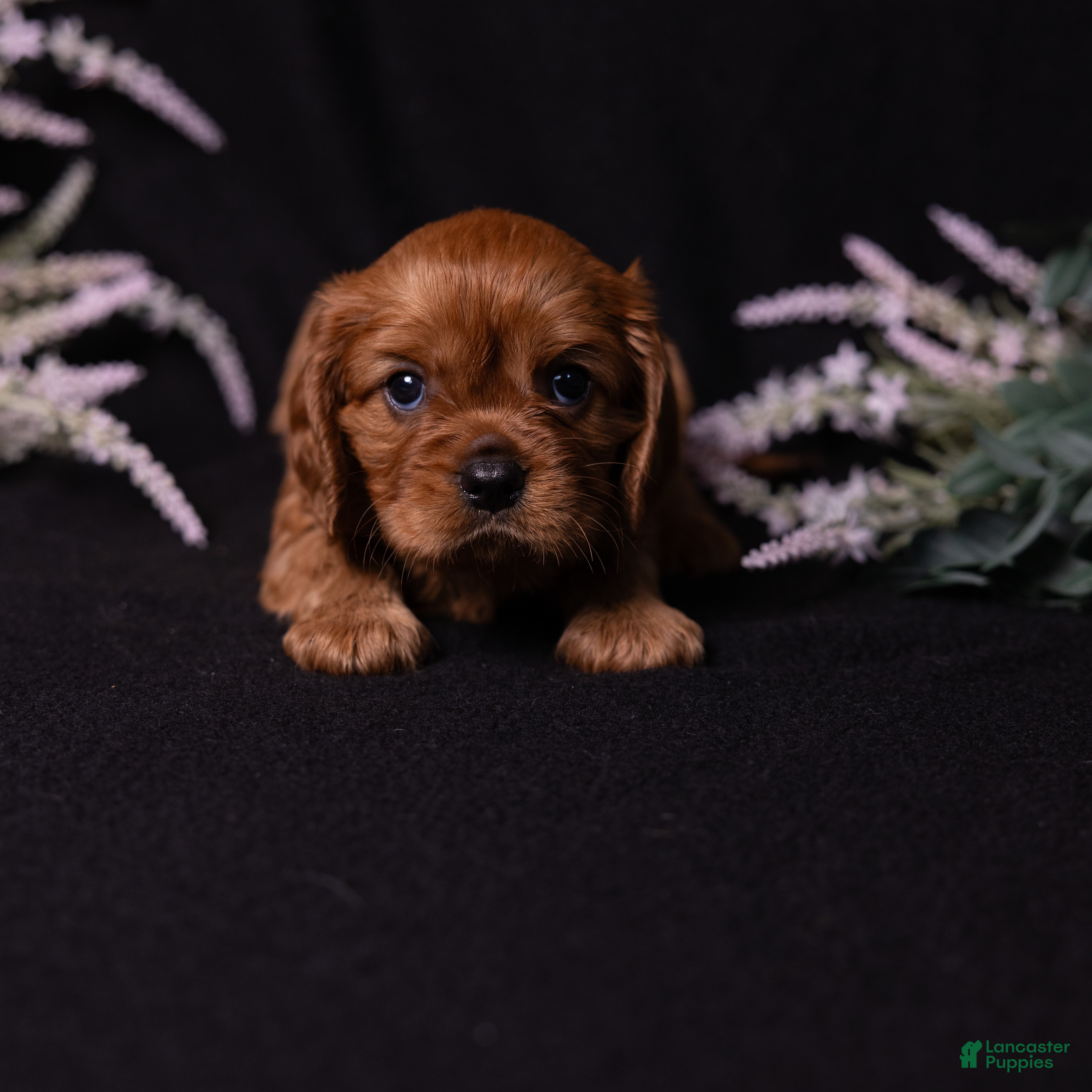 Cavalier King Charles Spaniel dogs Einstein - Ad 2