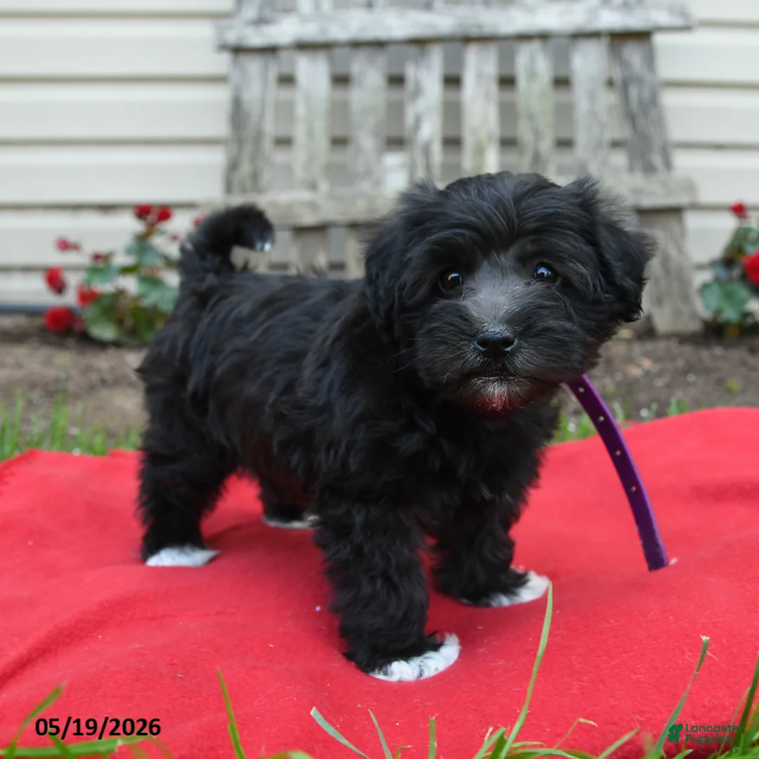 Schnoodle dogs for sale: Birdie - Ad 2