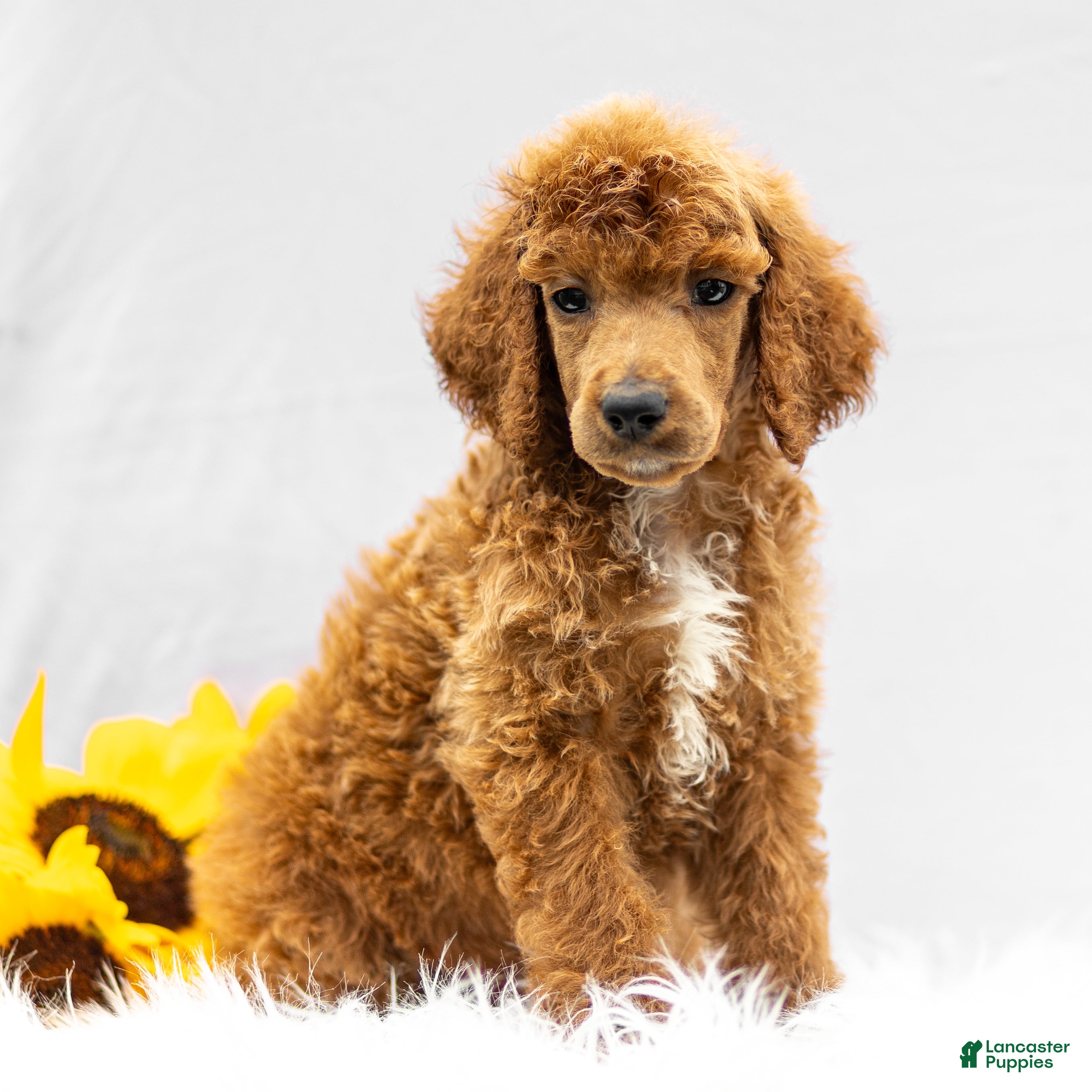 Standard Poodle dogs Merv - Ad 2