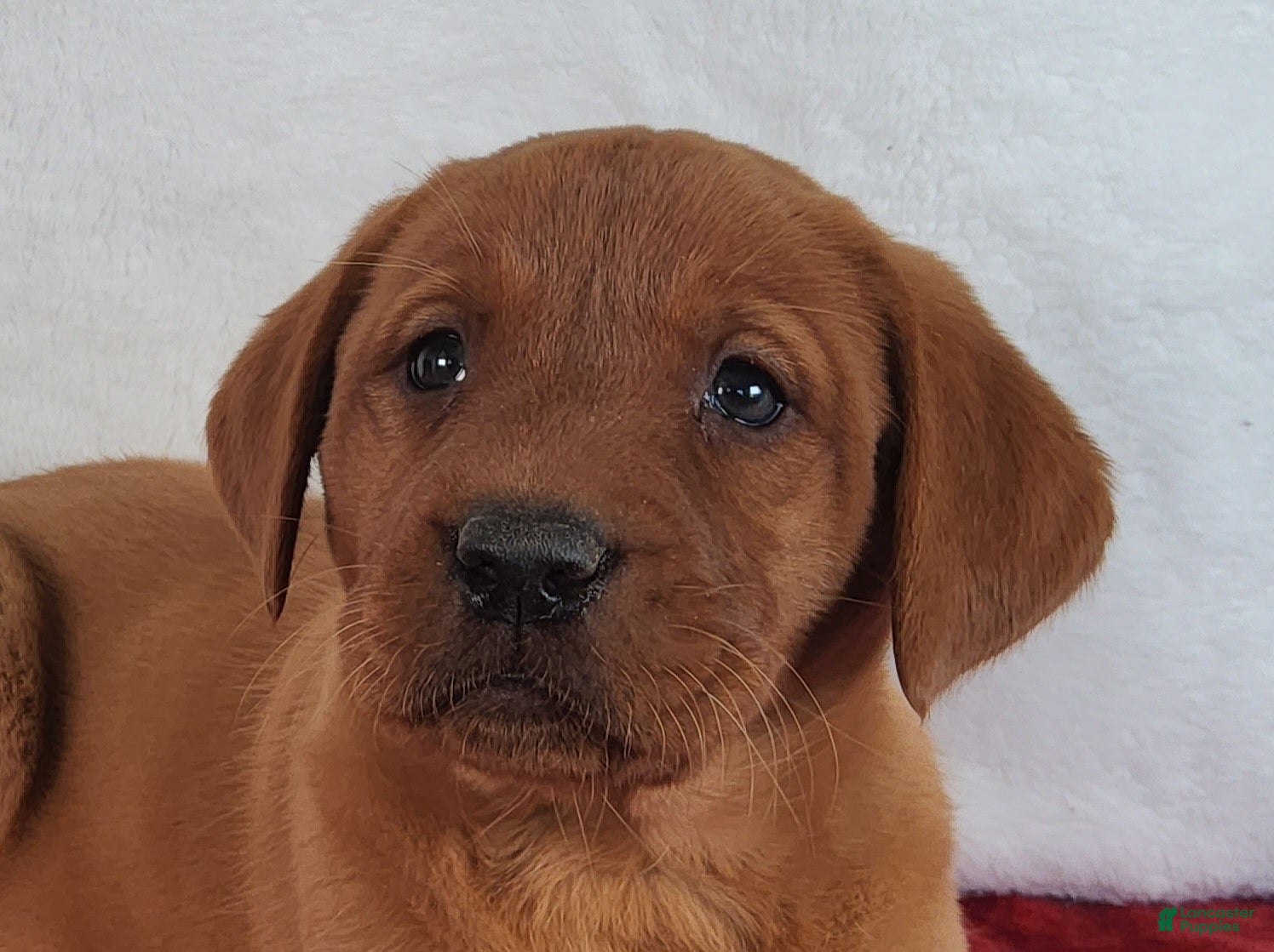 Labrador Retriever dogs for sale: Rani - Ad 1