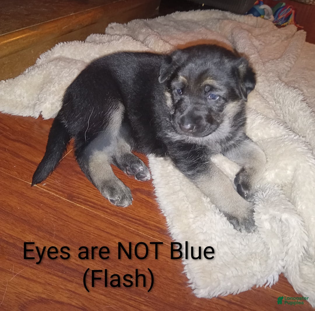 German Shepherd dogs for sale: Diamond - Ad 6