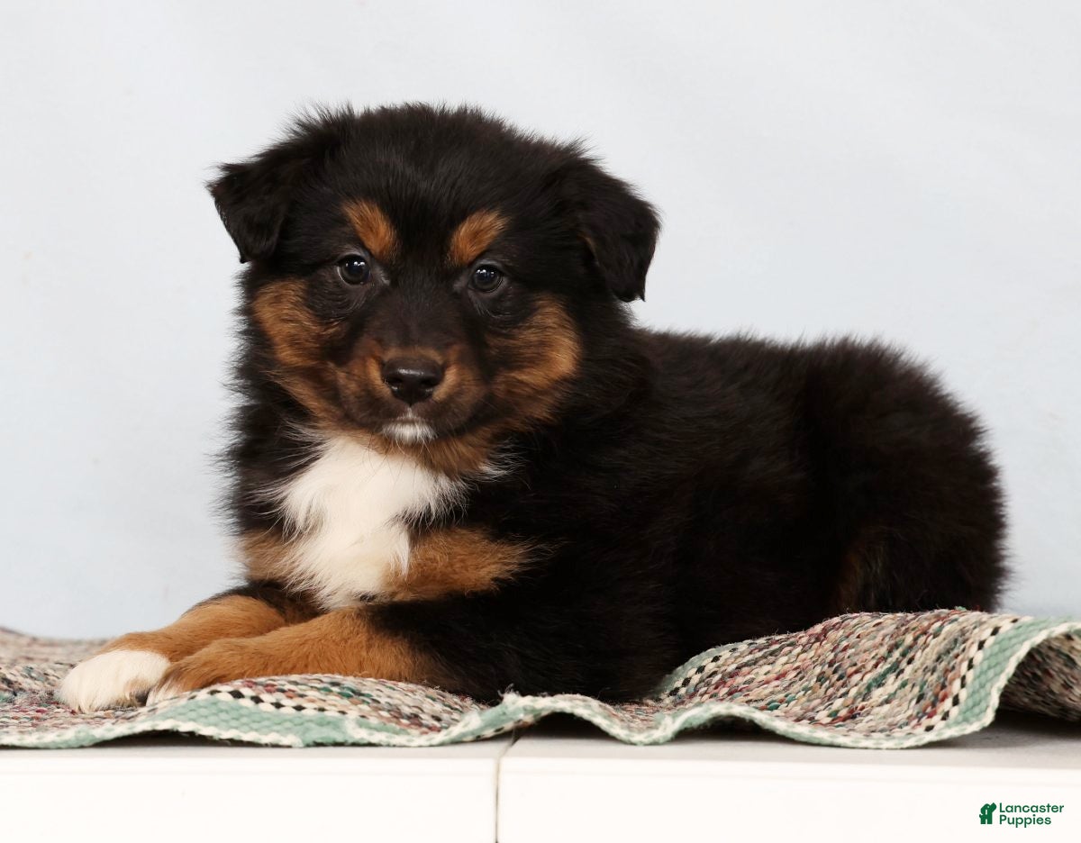 Australian Shepherd dogs Jeremy - Ad 2