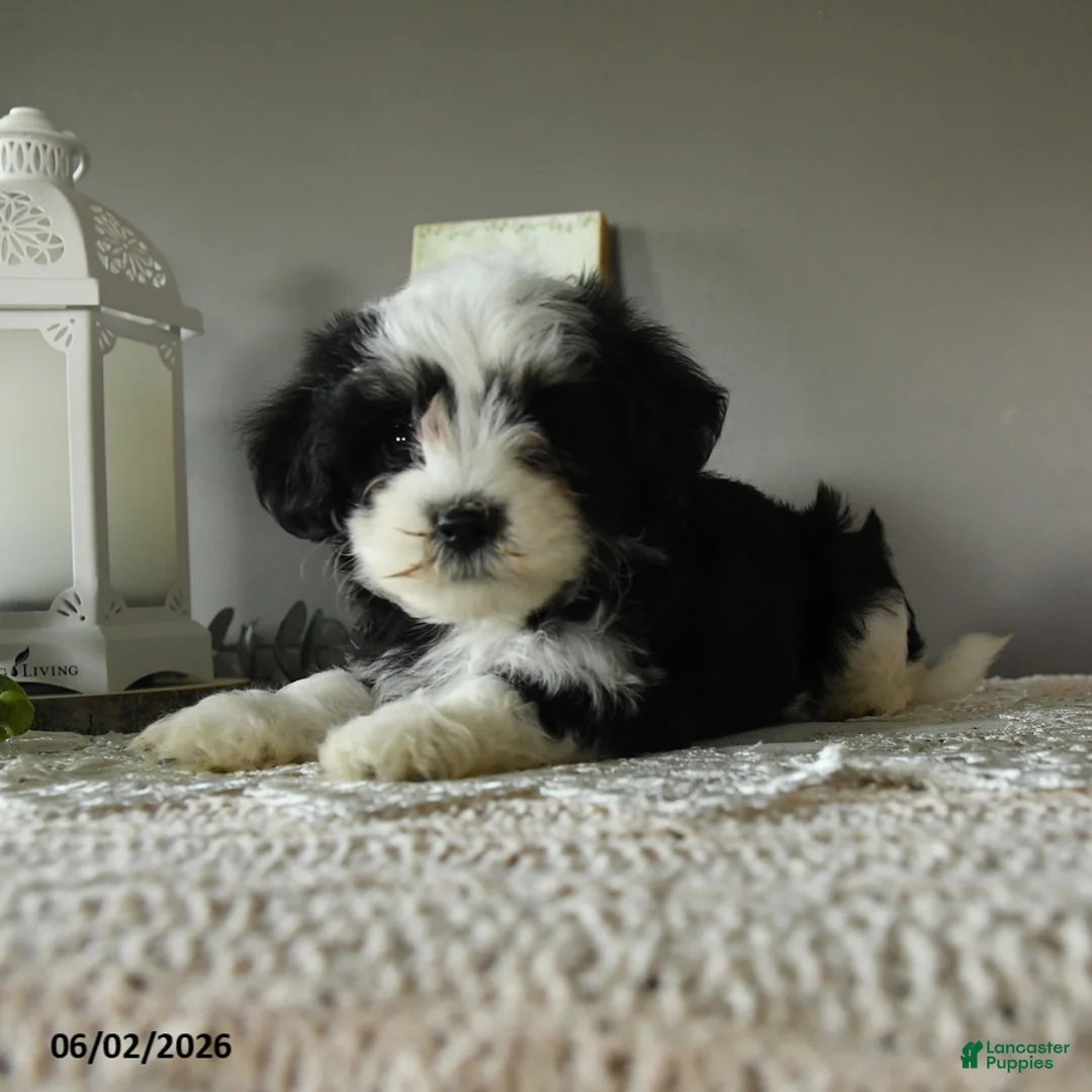 Mixed Breed dogs for sale: Jack  - Ad 2