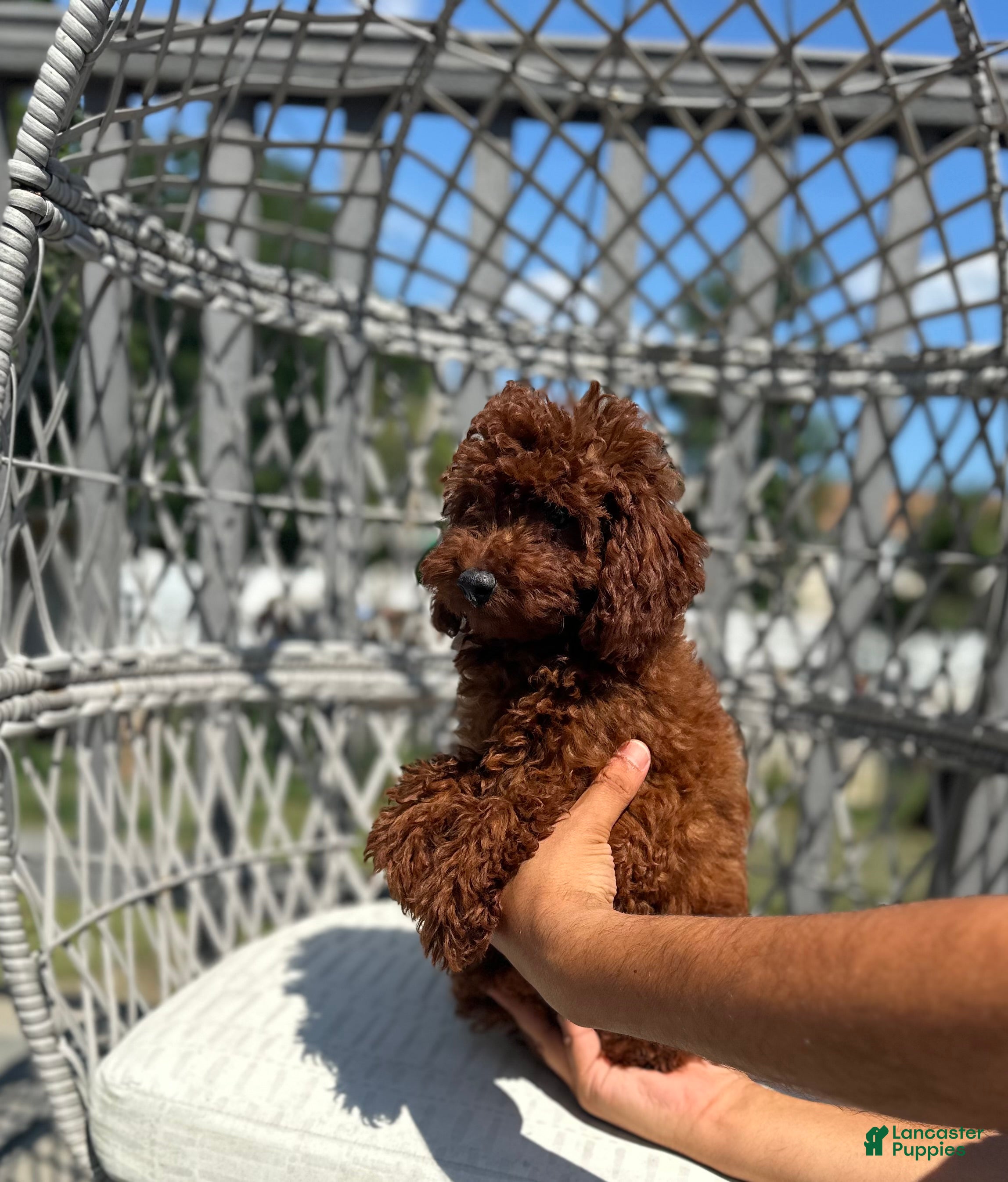 Toy Poodle dogs Toy Poodle Chinese bloodline  - Ad 1