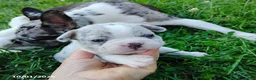 Boston Terrier dogs for sale: Rihanna - Ad 4