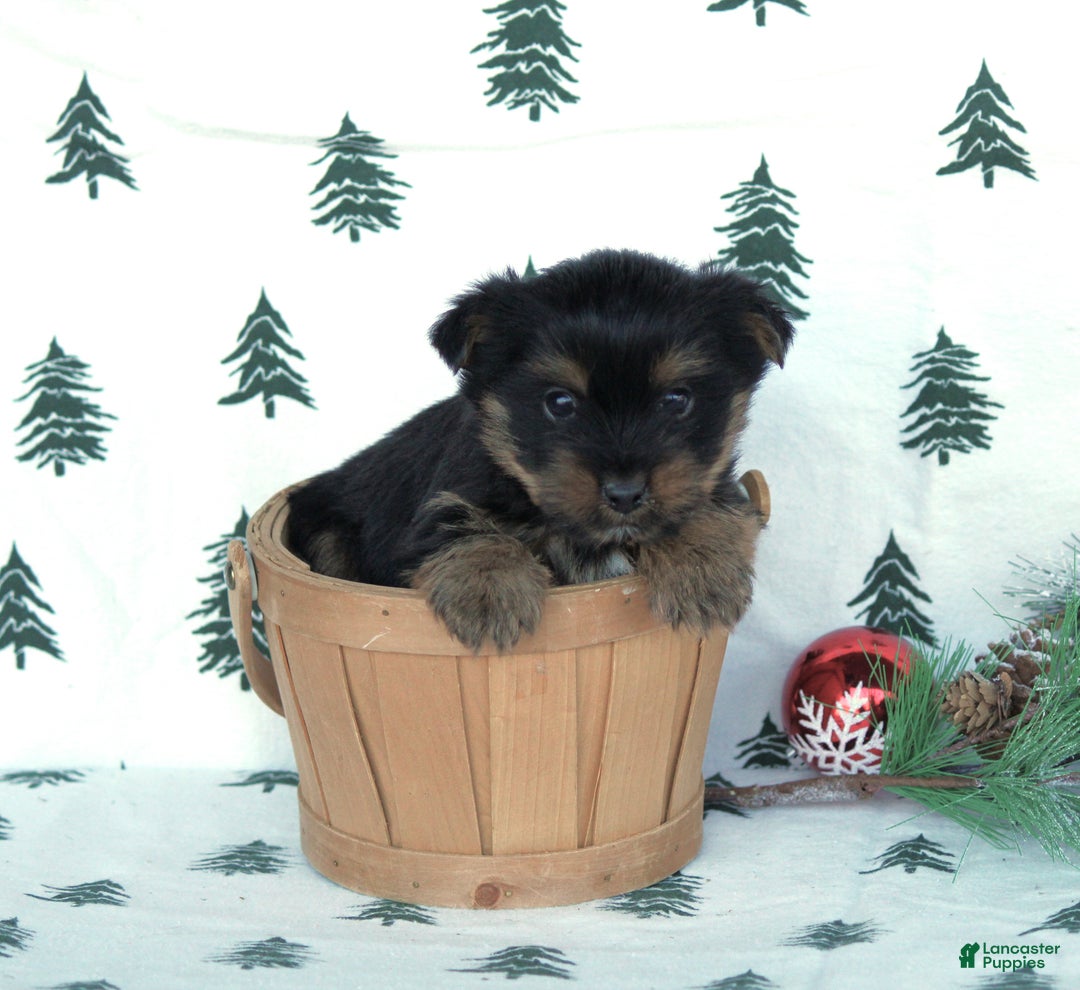 Yorkshire Terrier dogs for sale: Tristan - Ad 2