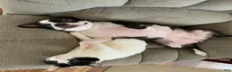Boston Terrier dogs for sale: SALE PENDING - Ad 5