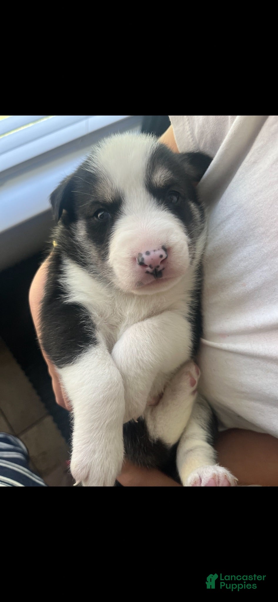 Gerberian Shepsky dogs Polka dots - Ad 37