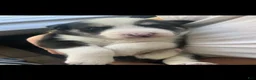 Gerberian Shepsky dogs for sale: Polka dots - Ad 1