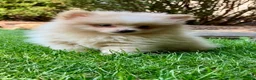 Pomeranian dogs for sale: Penny - Ad 4