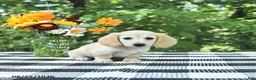 Miniature Dachshund dogs for sale: Daisy - Ad 2