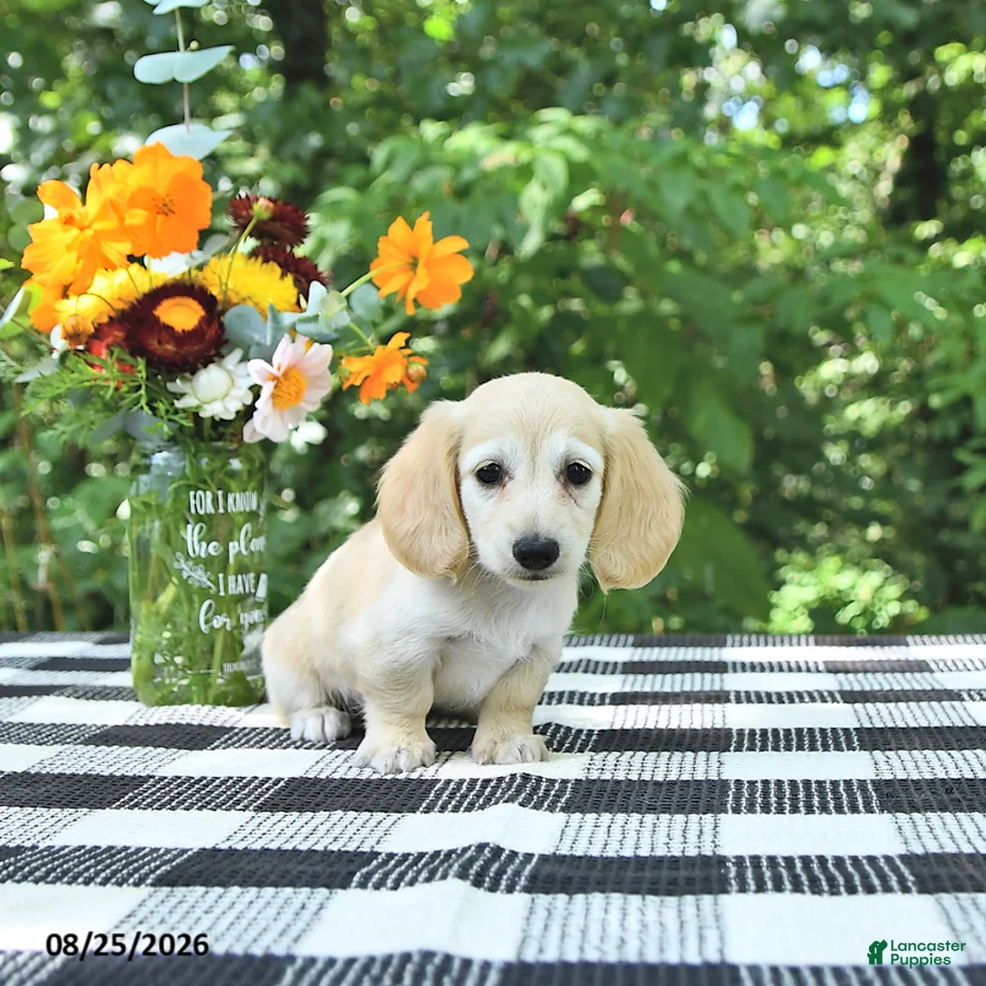 Miniature Dachshund dogs for sale: Daisy - Ad 2
