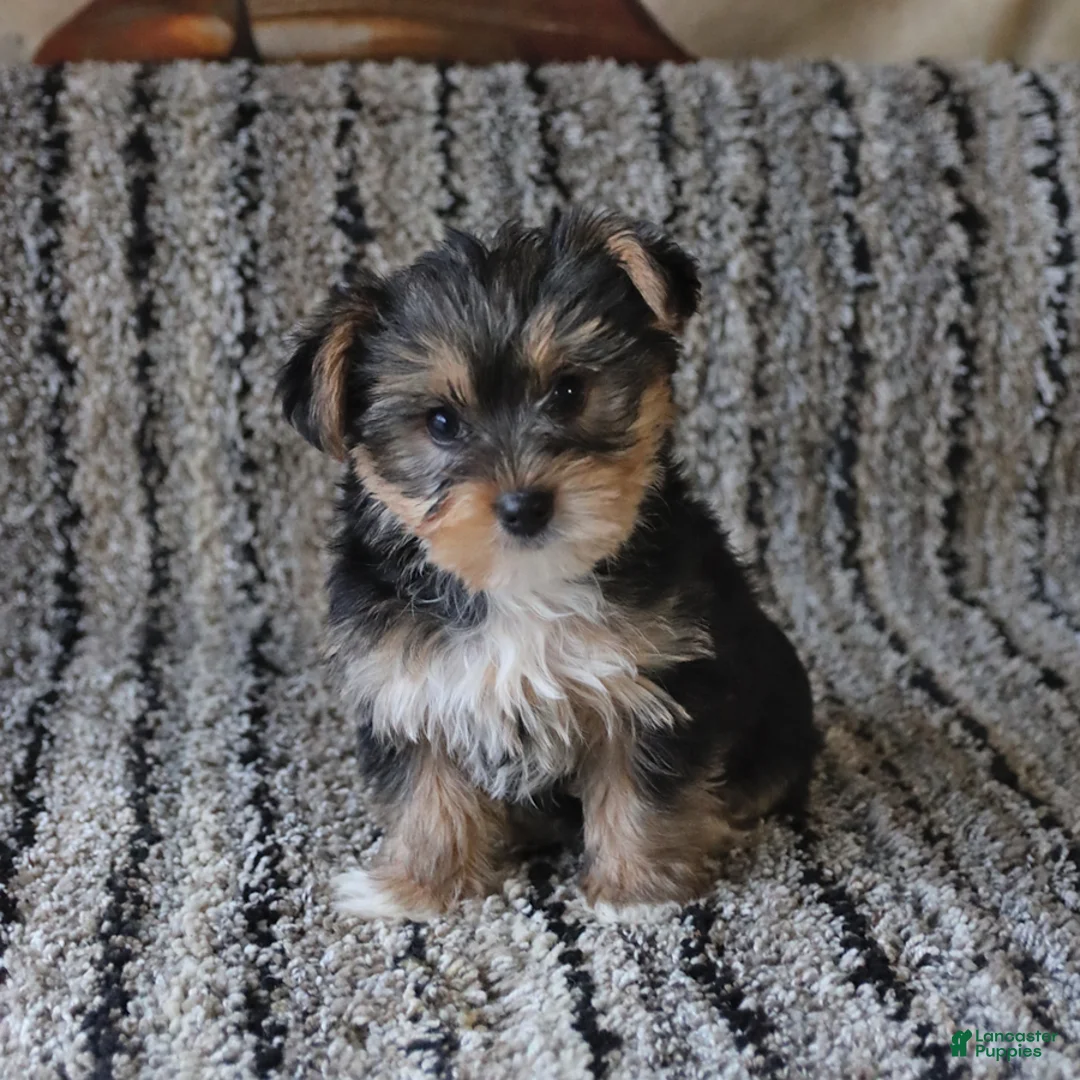 Yorkshire Terrier dogs for sale: Teddy - Ad 3