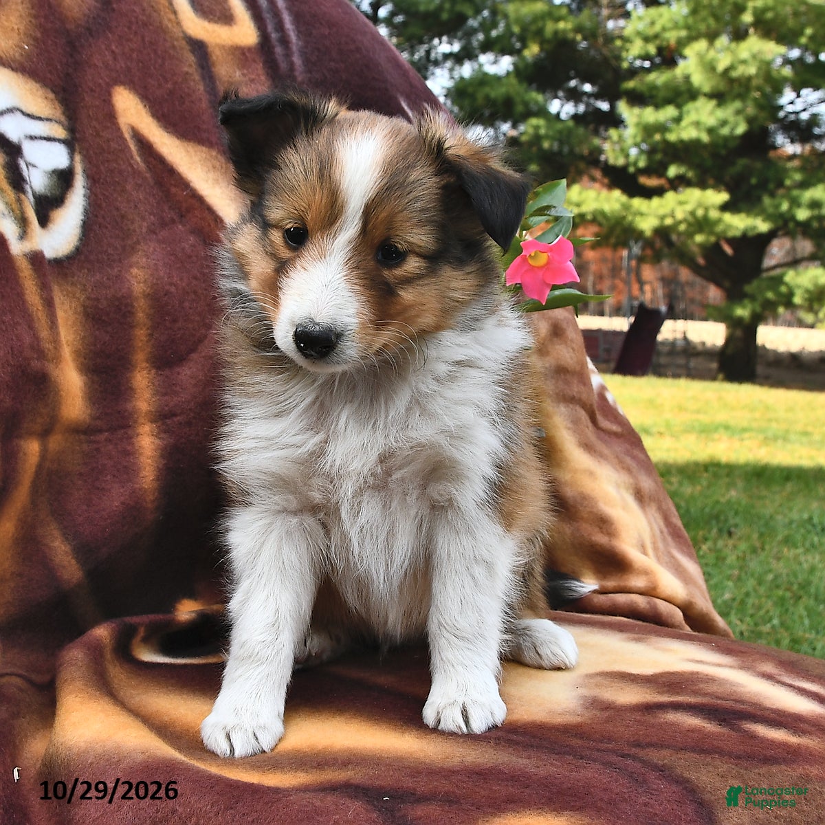 Shetland Sheepdog dogs for sale: Kitty  - Ad 2