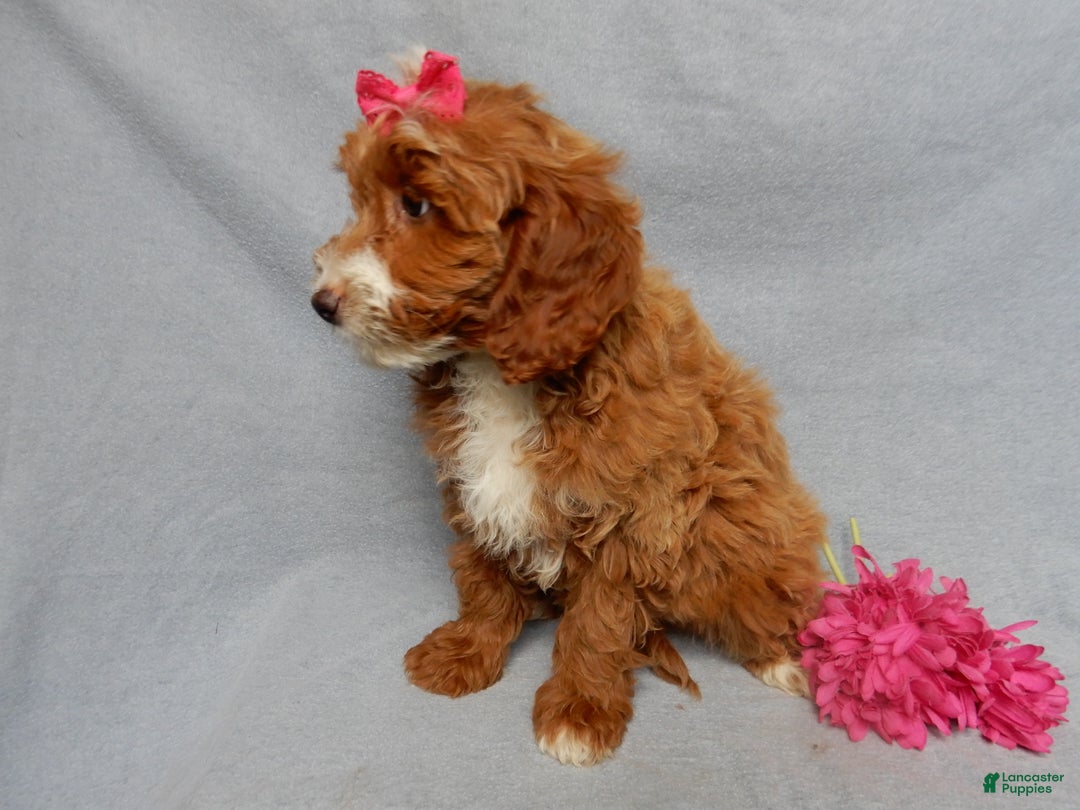 Mini Goldendoodle dogs for sale: Lulu - Ad 5