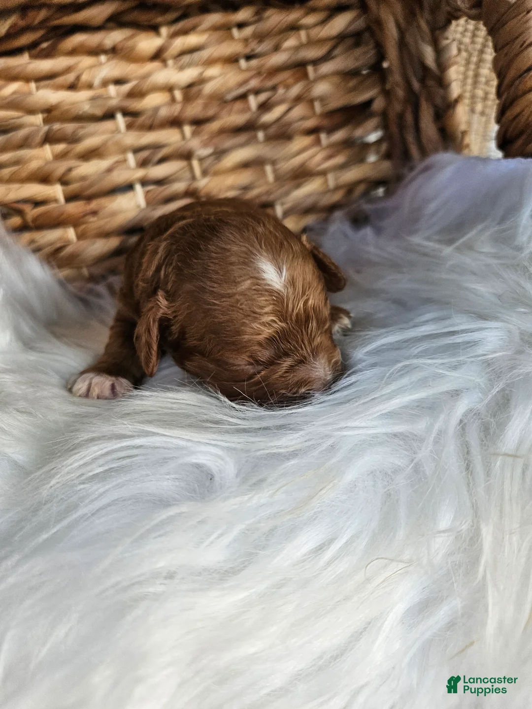 Cavapoo dogs for sale: Hattie - Ad 2