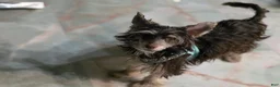 Chinese Crested dogs for sale: Chinese Crested Puppy 2 - Ad 6