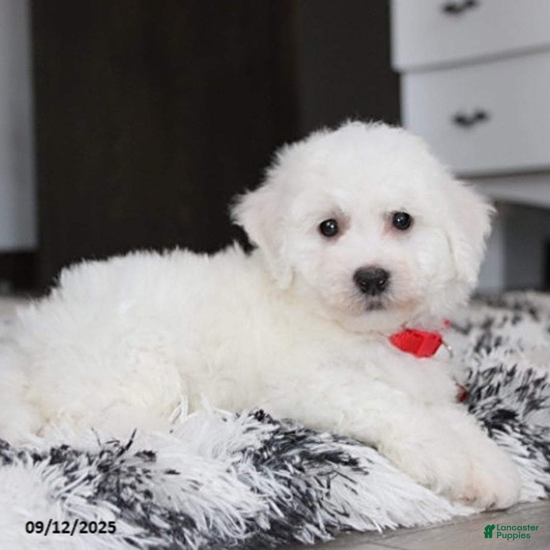 Bichon Frise dogs for sale: Carson - Ad 6