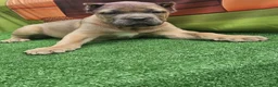 Cane Corso dogs for sale: ZEUS - Ad 19