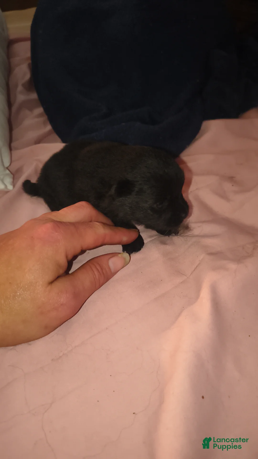 Pomeranian dogs for sale: Pomeranian Puppy 3 - Ad 2