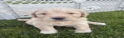 Goldendoodle dogs for sale: Butters - Ad 3