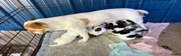 Mixed Breed dogs for sale: Mixed Breed Puppy #5 - Ad 15