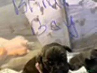 Cane Corso dogs Boy 3 - Ad 18