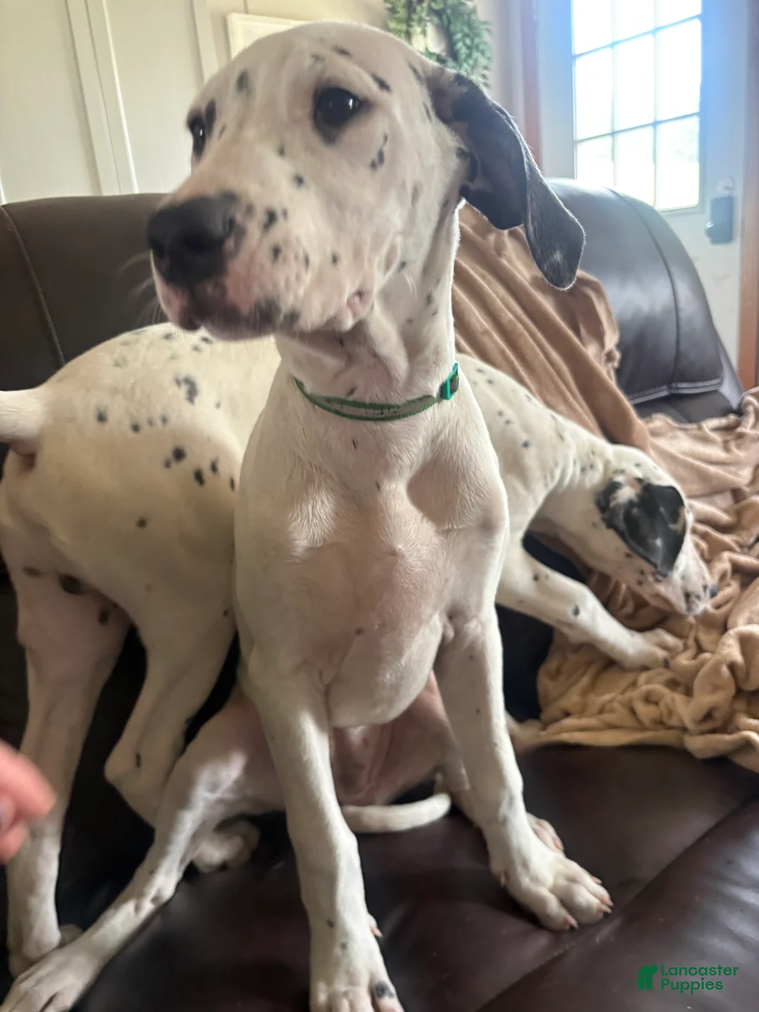 Mixed Breed dogs for sale: Pearl - Ad 2